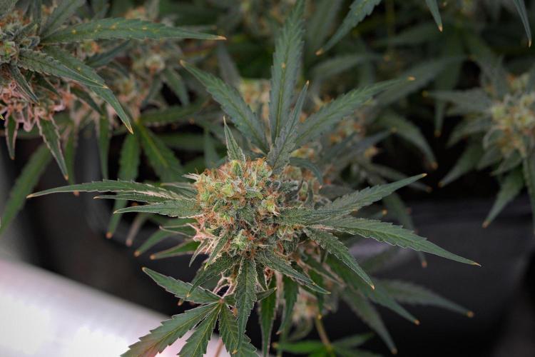 Pink Rosay Auto By Zamnesia Pheno A. Week 11 - Pink Rosay Auto  Pheno A 