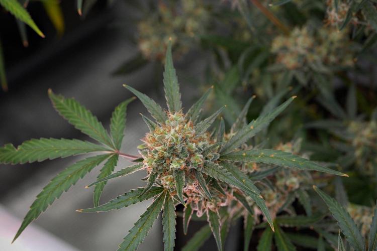 Pink Rosay Auto By Zamnesia Pheno A. Week 11 - Pink Rosay Auto  Pheno A 