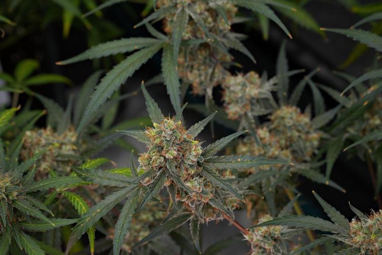 Pink Rosay Auto By Zamnesia Pheno A. Week 11 - Pink Rosay Auto  Pheno A 