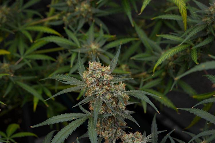 Pink Rosay Auto By Zamnesia Pheno A. Week 11 - Pink Rosay Auto  Pheno A 