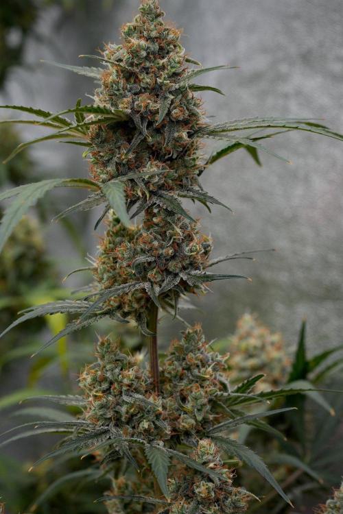 Pink Rosay Auto By Zamnesia Pheno A. Week 11 - Pink Rosay Auto  Pheno A 