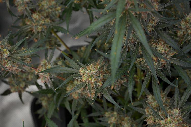Pink Rosay Auto By Zamnesia Pheno A. Week 11 - Pink Rosay Auto  Pheno A 