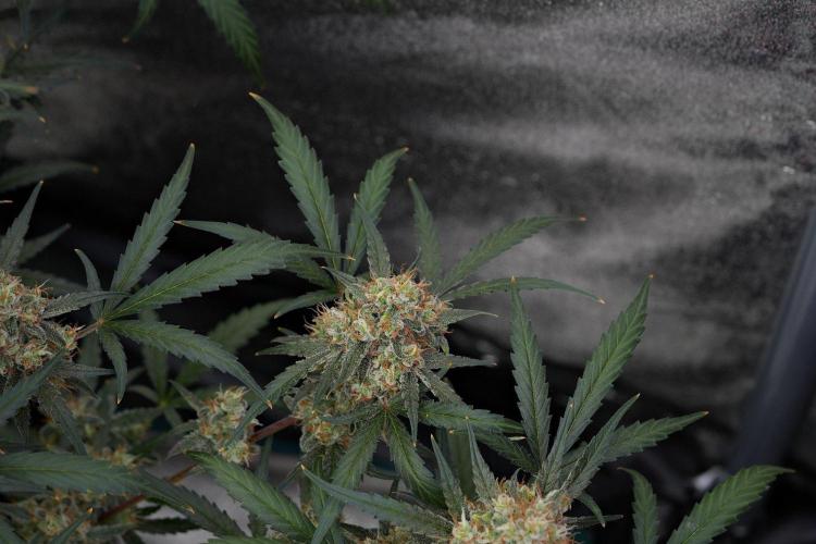 Pink Rosay Auto By Zamnesia Pheno A. Week 11 - Pink Rosay Auto  Pheno A 