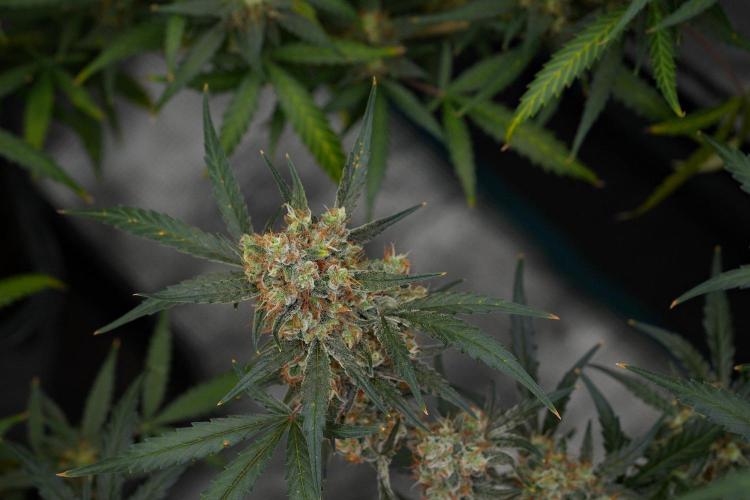 Pink Rosay Auto By Zamnesia Pheno A. Week 11 - Pink Rosay Auto  Pheno A 