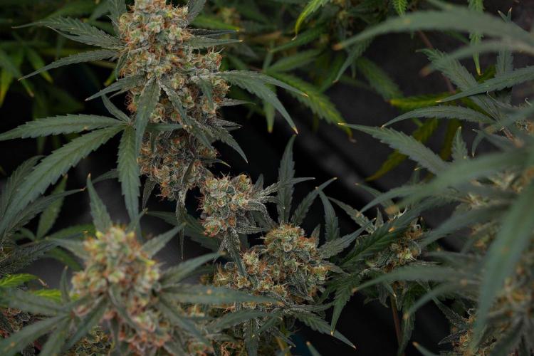 Pink Rosay Auto By Zamnesia Pheno A. Week 11 - Pink Rosay Auto  Pheno A 