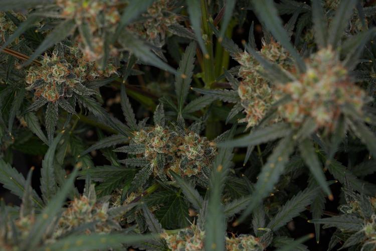 Pink Rosay Auto By Zamnesia Pheno A. Week 11 - Pink Rosay Auto  Pheno A 