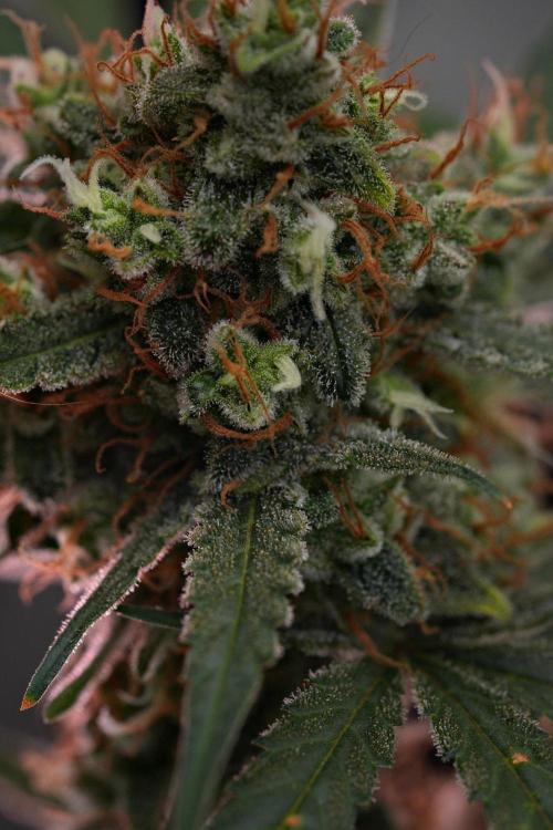 Pink Rosay Auto By Zamnesia Pheno A. Week 11 - Pink Rosay Auto  Pheno A 