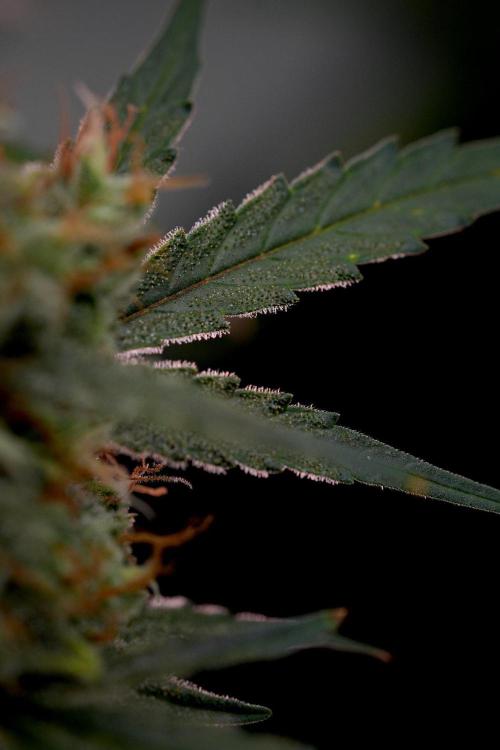 Pink Rosay Auto By Zamnesia Pheno A. Week 11 - Pink Rosay Auto  Pheno A 