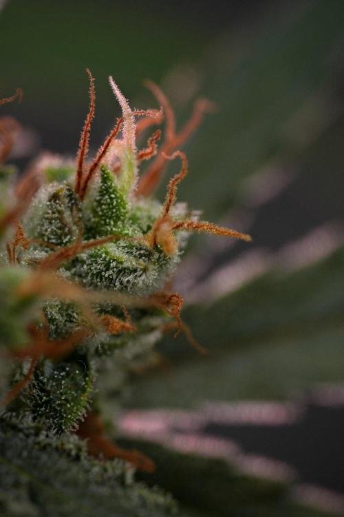 Pink Rosay Auto By Zamnesia Pheno A. Week 11 - Pink Rosay Auto  Pheno A 
