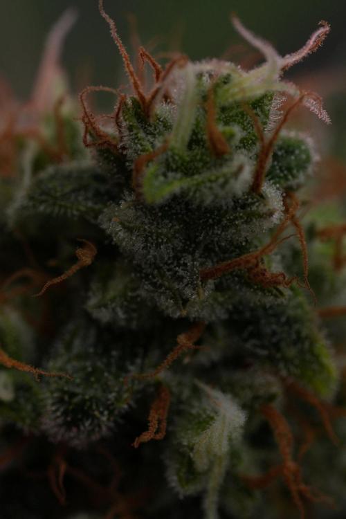 Pink Rosay Auto By Zamnesia Pheno A. Week 11 - Pink Rosay Auto  Pheno A 