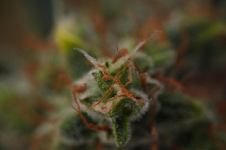 Pink Rosay Auto By Zamnesia Pheno A. Week 11 - Pink Rosay Auto  Pheno A 
