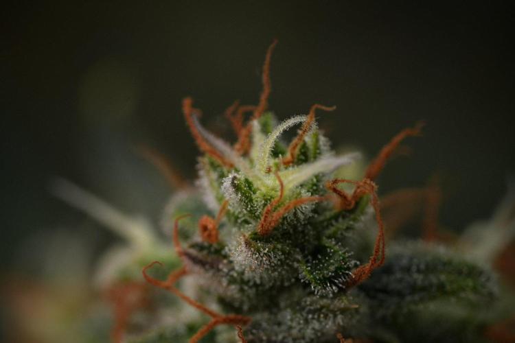 Pink Rosay Auto By Zamnesia Pheno A. Week 11 - Pink Rosay Auto  Pheno A 