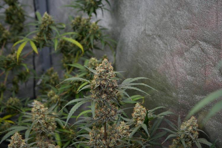 Pink Rosay Auto By Zamnesia Pheno A. Week 11 - Pink Rosay Auto  Pheno A 