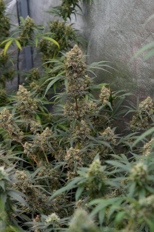 Pink Rosay Auto By Zamnesia Pheno A. Week 11 - Pink Rosay Auto  Pheno A 