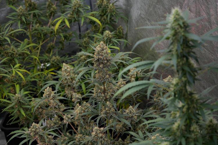 Pink Rosay Auto By Zamnesia Pheno A. Week 11 - Pink Rosay Auto  Pheno A 