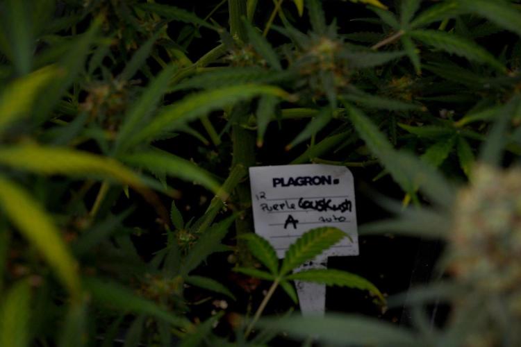 Purple CousKush Auto By Zamnesia Pheno A. Week 11 - Purple CousKush Auto Pheno A 