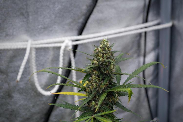 Purple CousKush Auto By Zamnesia Pheno A. Week 11 - Purple CousKush Auto Pheno A 
