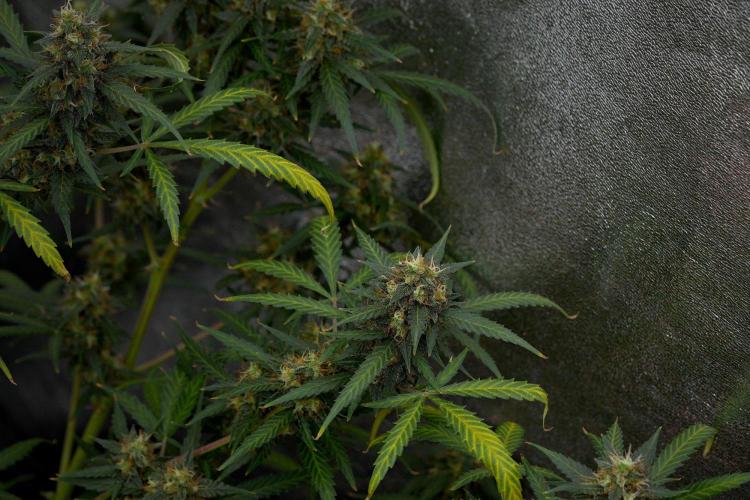 Purple CousKush Auto By Zamnesia Pheno A. Week 11 - Purple CousKush Auto Pheno A 