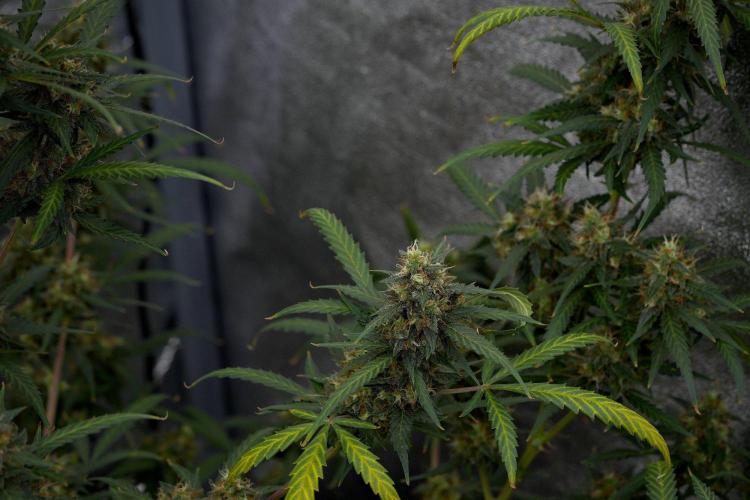 Purple CousKush Auto By Zamnesia Pheno A. Week 11 - Purple CousKush Auto Pheno A 