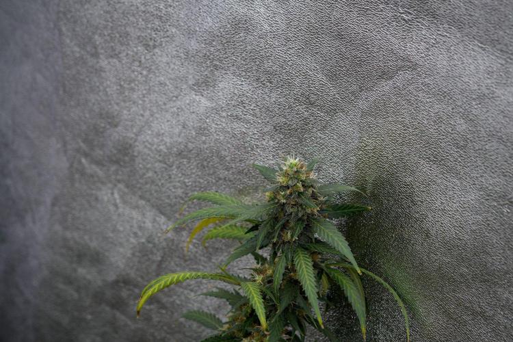 Purple CousKush Auto By Zamnesia Pheno A. Week 11 - Purple CousKush Auto Pheno A 
