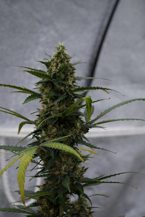 Purple CousKush Auto By Zamnesia Pheno A. Week 11 - Purple CousKush Auto Pheno A 