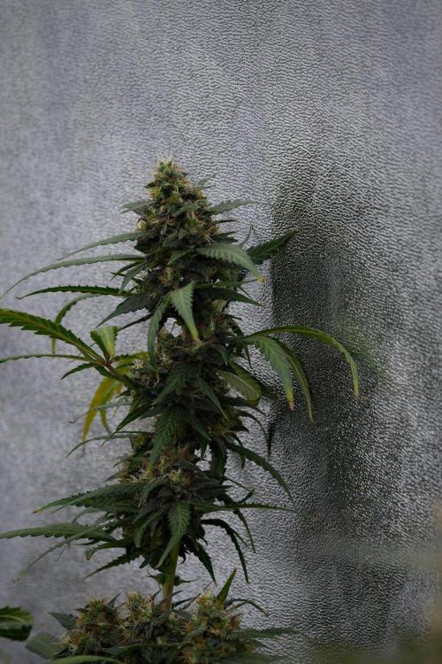 Purple CousKush Auto By Zamnesia Pheno A. Week 11 - Purple CousKush Auto Pheno A 