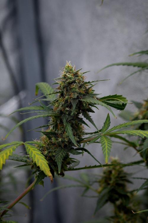 Purple CousKush Auto By Zamnesia Pheno A. Week 11 - Purple CousKush Auto Pheno A 