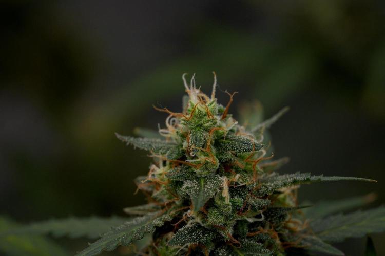 Purple CousKush Auto By Zamnesia Pheno A. Week 11 - Purple CousKush Auto Pheno A 
