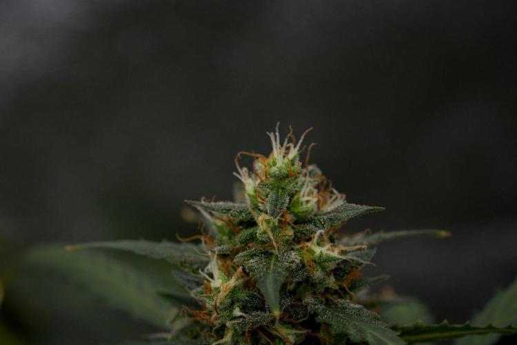 Purple CousKush Auto By Zamnesia Pheno A. Week 11 - Purple CousKush Auto Pheno A 