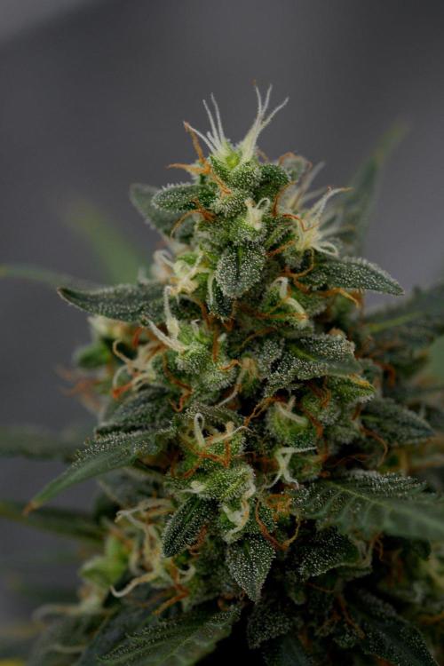 Purple CousKush Auto By Zamnesia Pheno A. Week 11 - Purple CousKush Auto Pheno A 
