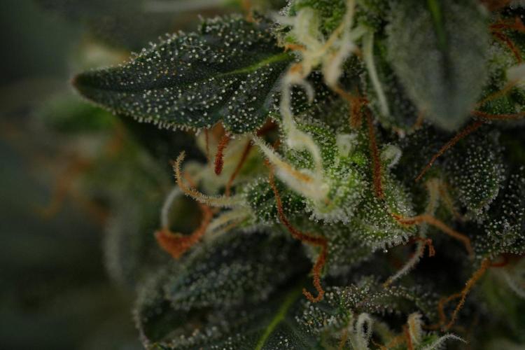 Purple CousKush Auto By Zamnesia Pheno A. Week 11 - Purple CousKush Auto Pheno A 