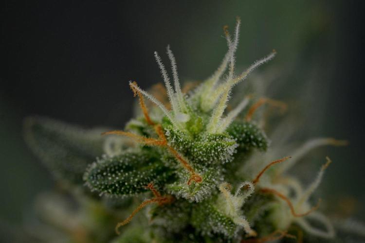 Purple CousKush Auto By Zamnesia Pheno A. Week 11 - Purple CousKush Auto Pheno A 