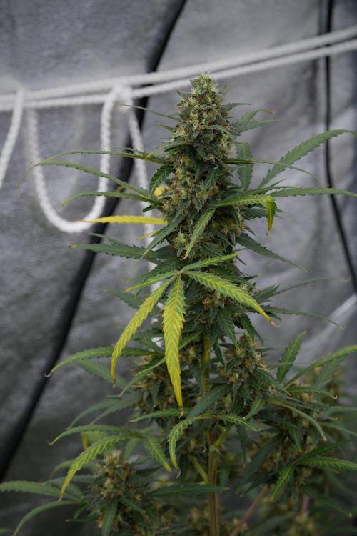 Purple CousKush Auto By Zamnesia Pheno A. Week 11 - Purple CousKush Auto Pheno A 