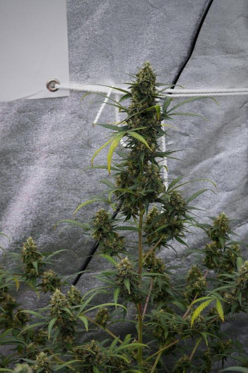 Purple CousKush Auto By Zamnesia Pheno A. Week 11 - Purple CousKush Auto Pheno A 