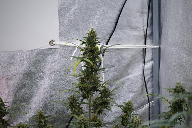 Purple CousKush Auto By Zamnesia Pheno A. Week 11 - Purple CousKush Auto Pheno A 