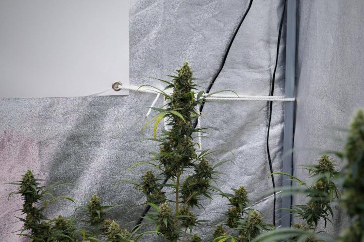 Purple CousKush Auto By Zamnesia Pheno A. Week 11 - Purple CousKush Auto Pheno A 