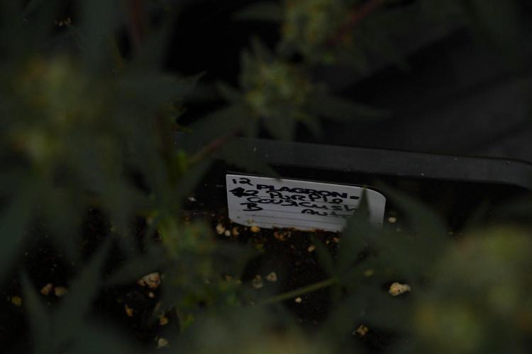 Pheno B Purple CousKush Auto By Zamnesia. Week 11 - Pheno B Purple CousKush Auto 