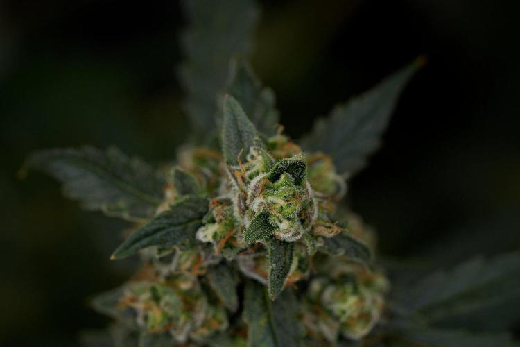 Pheno B Purple CousKush Auto By Zamnesia. Week 11 - Pheno B Purple CousKush Auto 
