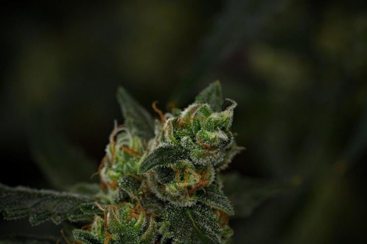 Pheno B Purple CousKush Auto By Zamnesia. Week 11 - Pheno B Purple CousKush Auto 