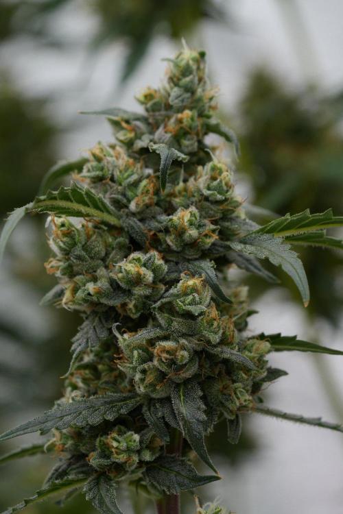 Pheno B Purple CousKush Auto By Zamnesia. Week 11 - Pheno B Purple CousKush Auto 
