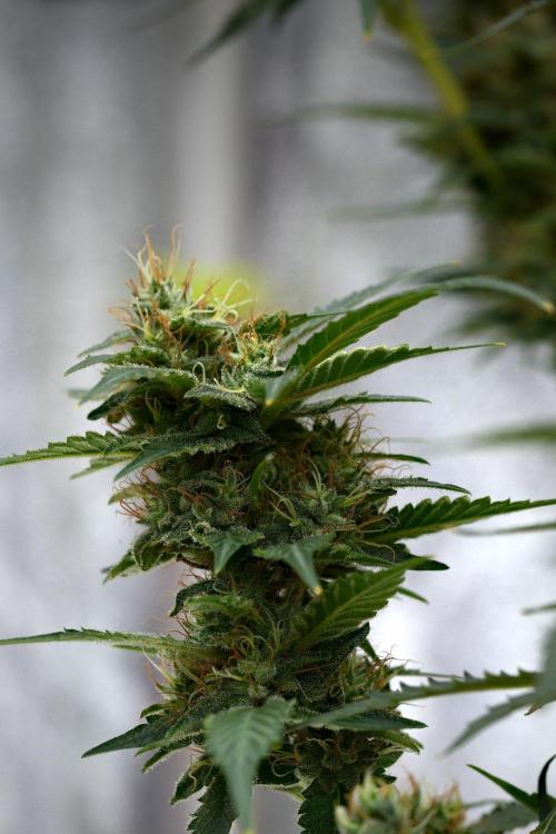Pheno B Purple CousKush Auto By Zamnesia. Week 11 - Pheno B Purple CousKush Auto 