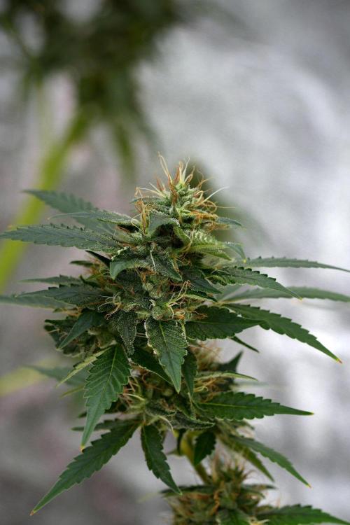 Pheno B Purple CousKush Auto By Zamnesia. Week 11 - Pheno B Purple CousKush Auto 