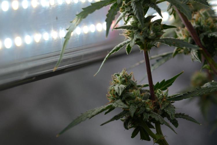 Pheno B Purple CousKush Auto By Zamnesia. Week 11 - Pheno B Purple CousKush Auto 