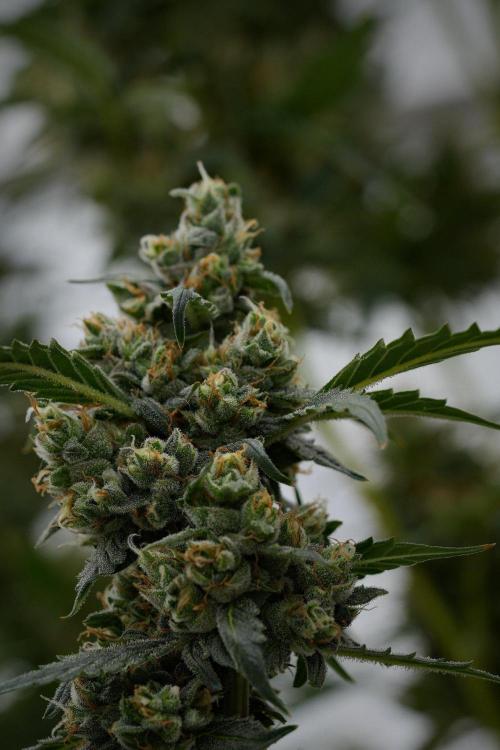 Pheno B Purple CousKush Auto By Zamnesia. Week 11 - Pheno B Purple CousKush Auto 