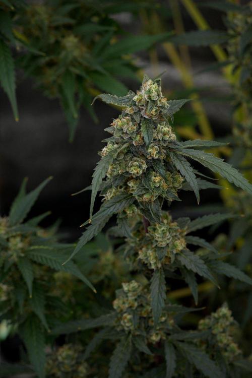 Pheno B Purple CousKush Auto By Zamnesia. Week 11 - Pheno B Purple CousKush Auto 