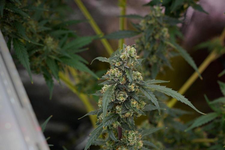 Pheno B Purple CousKush Auto By Zamnesia. Week 11 - Pheno B Purple CousKush Auto 