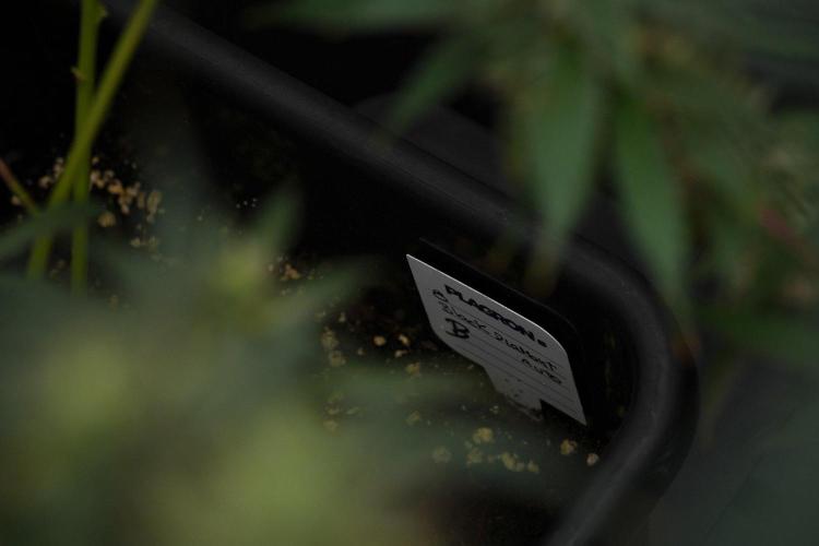 Pheno B Black Diamond Auto By Zamnesia. Week 11 - Pheno B Black Diamond Auto
