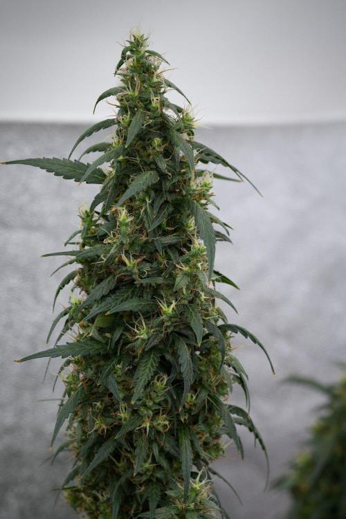 Pheno B Black Diamond Auto By Zamnesia. Week 11 - Pheno B Black Diamond Auto