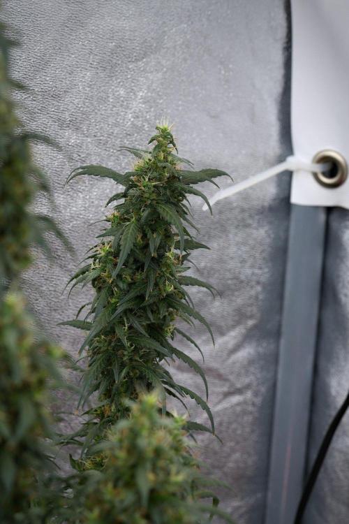 Pheno B Black Diamond Auto By Zamnesia. Week 11 - Pheno B Black Diamond Auto