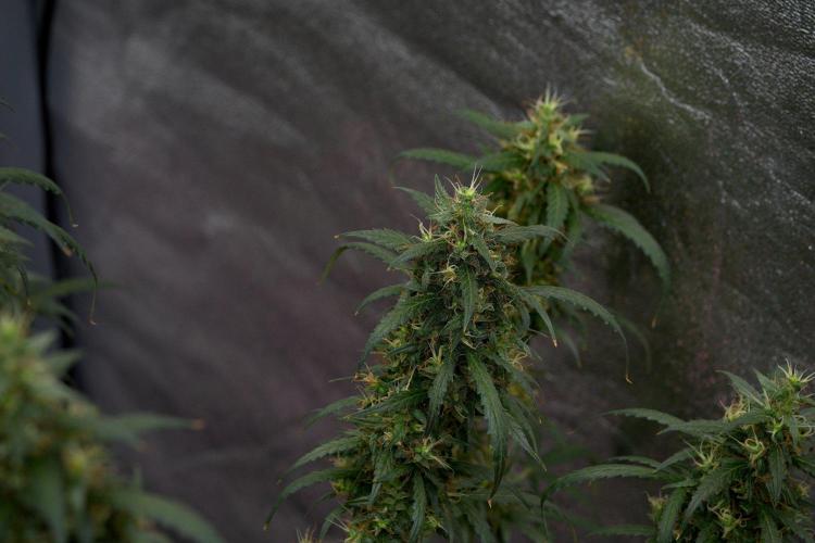 Pheno B Black Diamond Auto By Zamnesia. Week 11 - Pheno B Black Diamond Auto